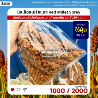 มิลเล็ตสเปร์ยแดง อาหารนกแก้ว หนูแฮมสเตอร์ และสัตว์ฟันแทะ Red Millet Spray (แบ่งขาย 100G / 200G)