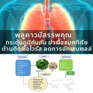 เกรซมอร์พลูคาวพลัส 1 กป สูตรเพิ่มพรีไบโอติก ผลิตภัณฑ์เสริมอาหาร สารสกัดเข้มข้นจากพลูคาว เห็ดหลินจือ ตรีผล และมะรุม