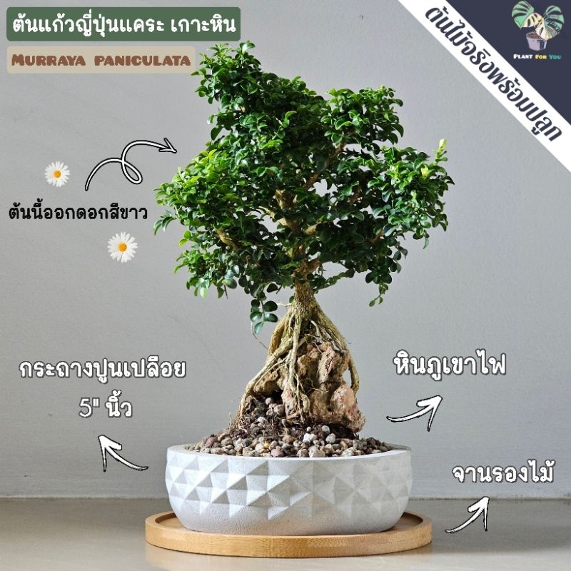 🌳บอนไซ ต้นแก้วแคระญี่ปุ่น เกาะหินโชว์ราก (Murraya paniculata (L.) Jack) ครบชุดพร้อมปลูก