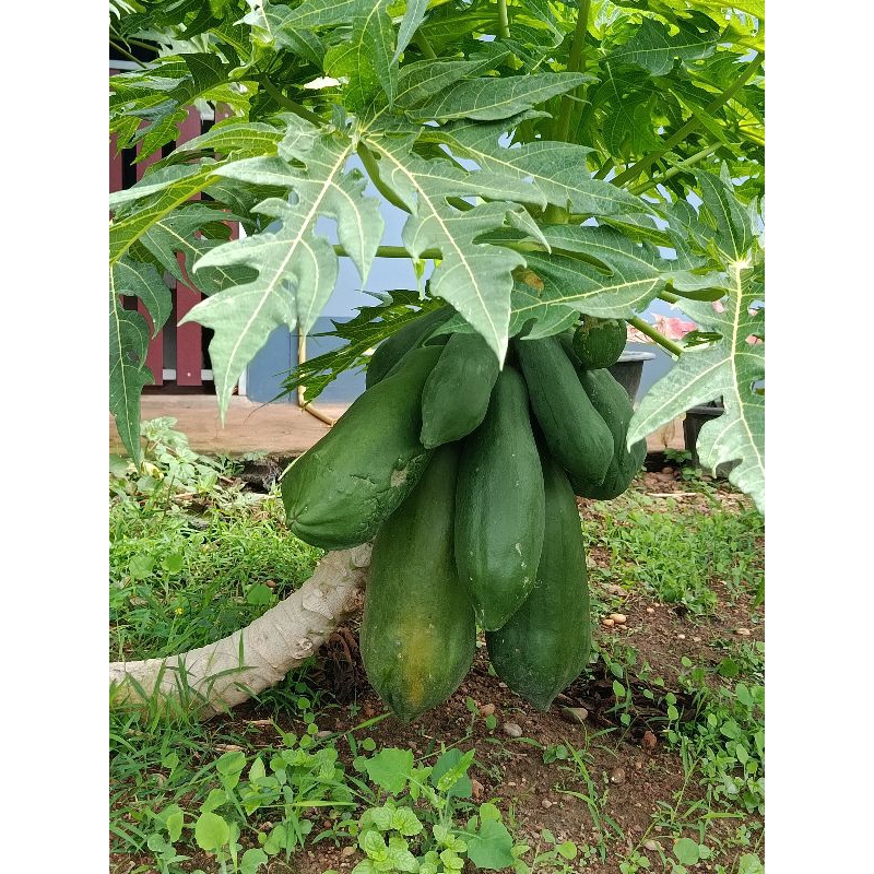 #พิเศษ3ต้น100 ‼️ต้นมะละกอเตี้ยชุมแพ สายพันธ์ุเตี้ยแท้100% - รูปที่ 4