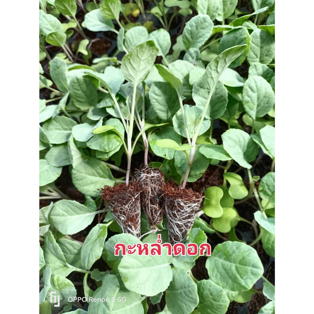 ต้นกล้ากะหล่ำดอก 20 ต้น ต้นกล้าผักสวนครัว ต้นกล้าผักพร้อมปลูก กะหล่ำปลี กะหล่ำปลีหัวใจ