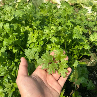 ตราลูกโลก เมล็ดผักชี เติมเต็ม Coriander เมล็ดพันธุ์ผัก ผักสวนครัว ผักซอง