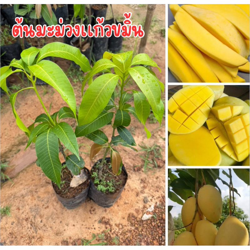 ต้นมะม่วงเเก้วขมิ้น ต้นเสียบยอด ต้นสูง50เซน ต้นพร้อมส่งครับ
