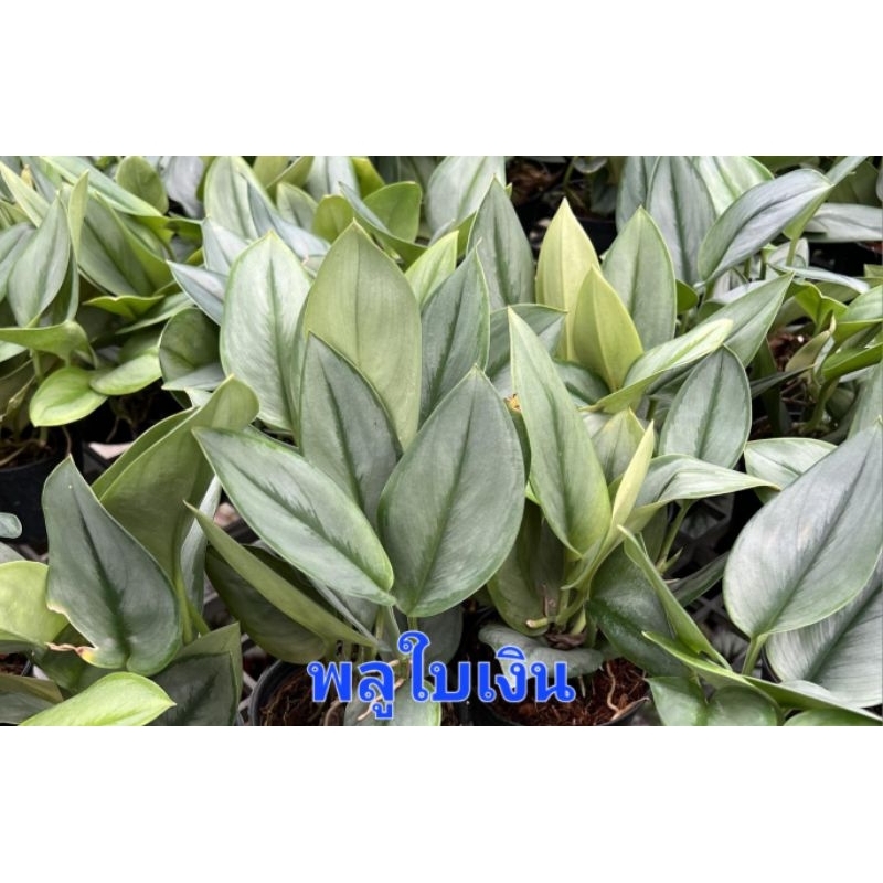 ซื้อ 5 แถม 1 พลูด่าง ไม้ใบด่าง เลี้ยงน้ำ ปลูกลงดิน ตัดกิ่งสด - รูปที่ 7