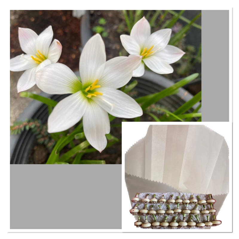 348-011.หัวดอกบัวดิน Insularum หัวละ 15 บาท
