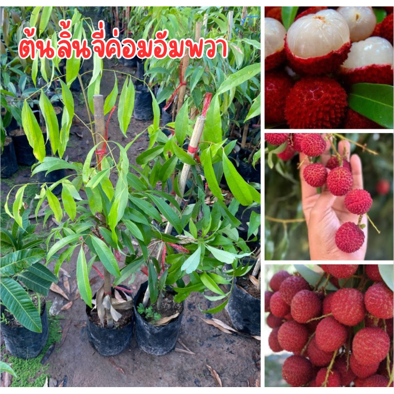 ต้นลิ้นจี่ค่อมอัมพวา ต้นเสียบยอด สูง50เซนพร้อมปลูก เหลือไม่เยอะเเล้วครับ