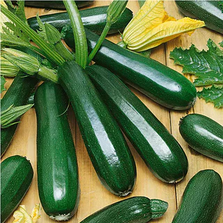 เมล็ดพันธุ์ ซูกินี แบล็คบิวตี้ Black Beauty Zucchini Squash Seed 25 เมล็ด คุณภาพดี ของแท้ 100%