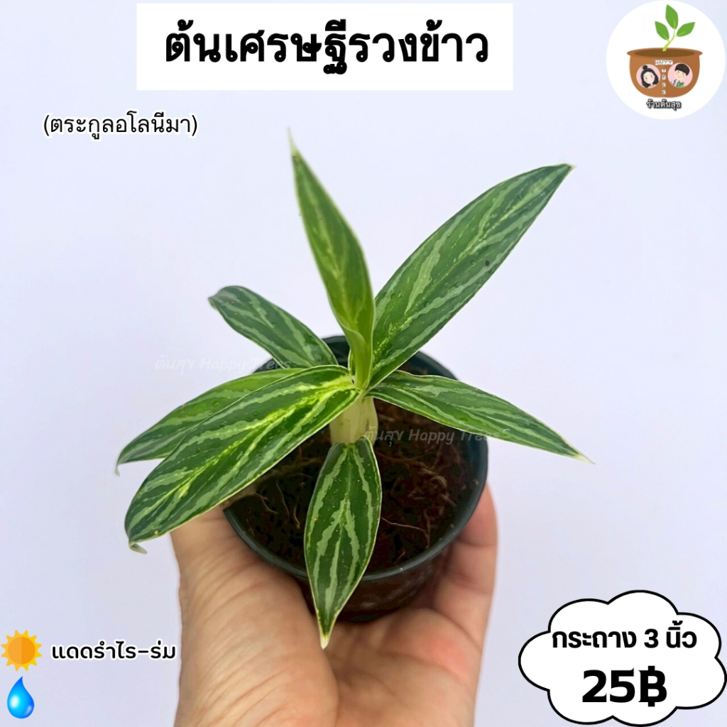 ต้นเศรษฐีรวงข้าว จัดส่ง 2 ต้นขึ้นไป คละแบบได้