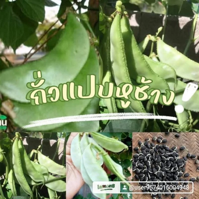 เมล็ดพันธุ์ถั่วแปบหูช้าง 20 เมล็ด 20 บาทซื้อ2เเถม1