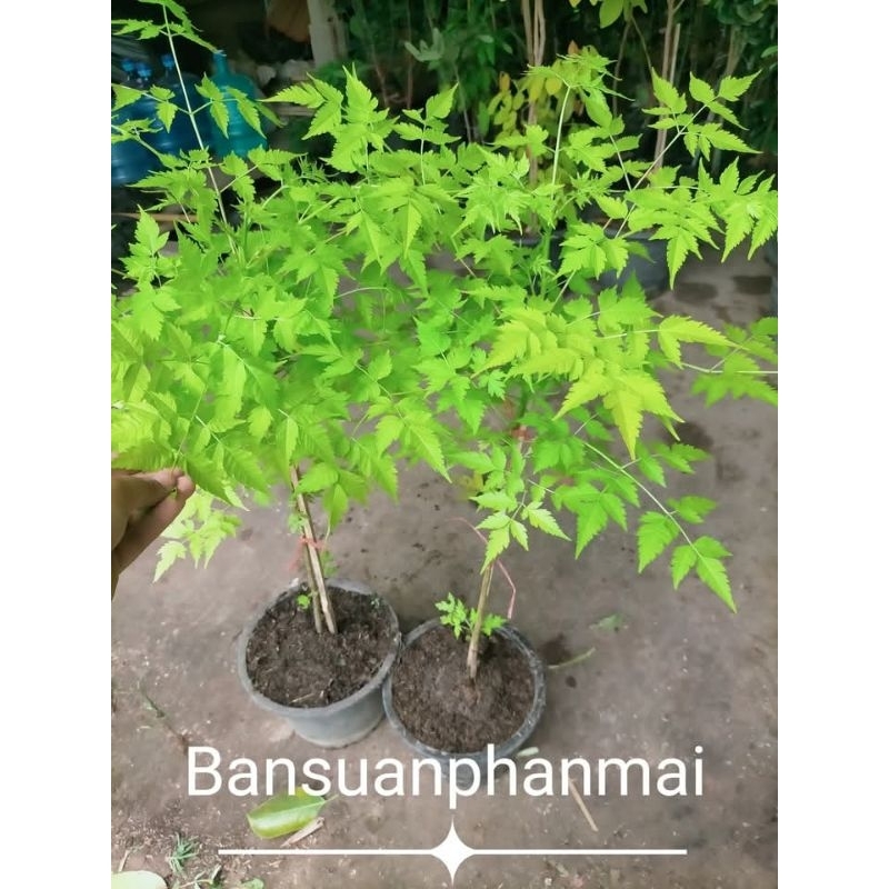 ต้นเกษมณีสีทอง ต้นเพาะเมล็ด สูง 80-100 ซม. กระถาง 10 นิ้ว