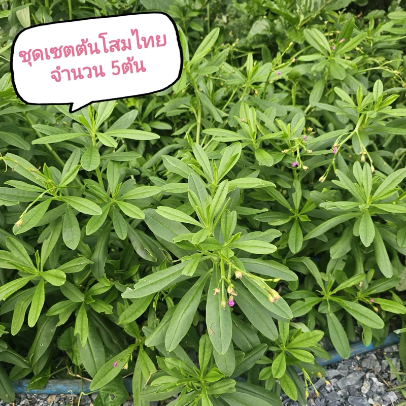 ชุดเซตต้นโสมไทยจำนวน5ต้น