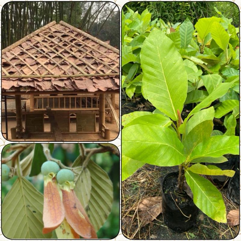ต้นยางพลวง ตองตึง ยางกุง ไม้เนื้อดี ไม้เศรษฐกิจหายาก ไม้มีค่าน่าปลูก ใบนำมาห่ออาหารและทำหลังคาได้