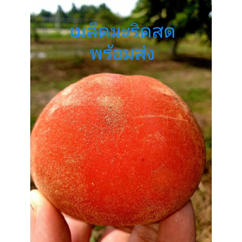 เมล็ดมะริดผลแดงพันธุ์ฟิลิปินส์ราคาถูก ราคาต่อ1เมล็ด พร้อมส่ง
