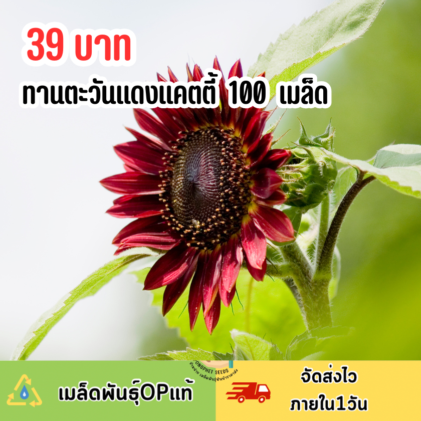 เมล็ดพันธุ์ดอกทานตะวันแดงแคตตี้ บรรจุ 100 เมล็ด