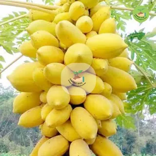 ราคาถูกที่สุด เมล็ดมะละกอพันธุ์เหลืองกระบี่ 10 เมล็ด