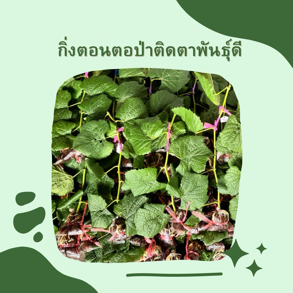 โปร ซื้อ5แถม1 ซื้อ8แถม2 ซื้อ10แถม3  (ไม่นับตอป่า)ตอป่า7แถม1 องุ่น แบบกิ่งตอนติดตา พันธุ์ยอดนิยม
