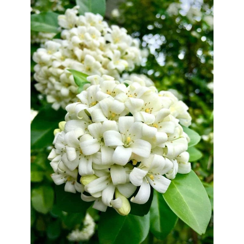 ต้นแก้วพวงดวงใจ ดอกดก หอมมาก ปลูกทำรั้วได้ ต้นส่ง 20เซน - รูปที่ 3