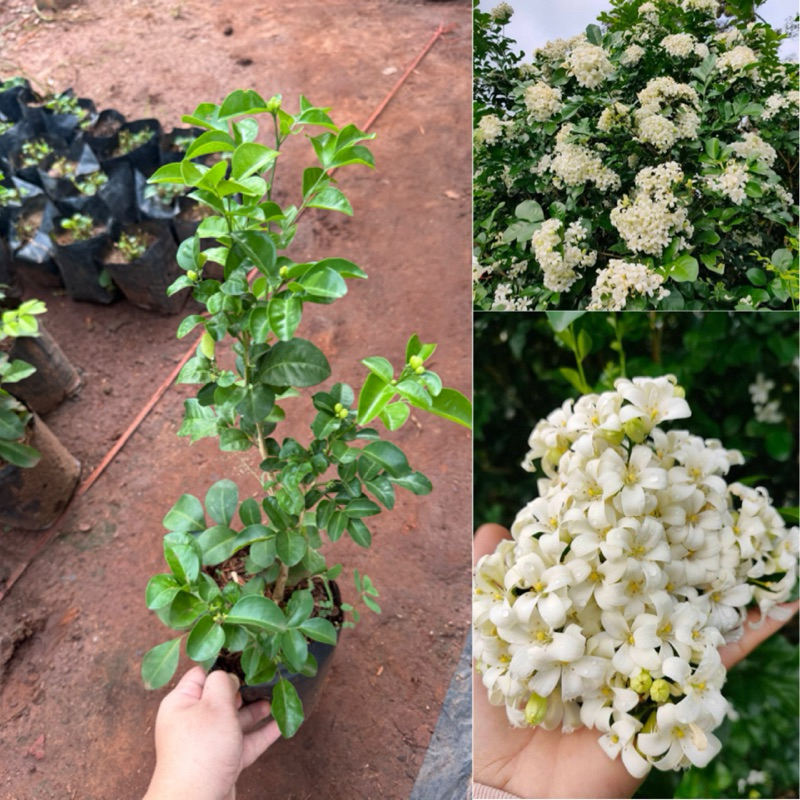 ต้นแก้วพวงดวงใจ ดอกดก หอมมาก ปลูกทำรั้วได้ ต้นส่ง 20เซน