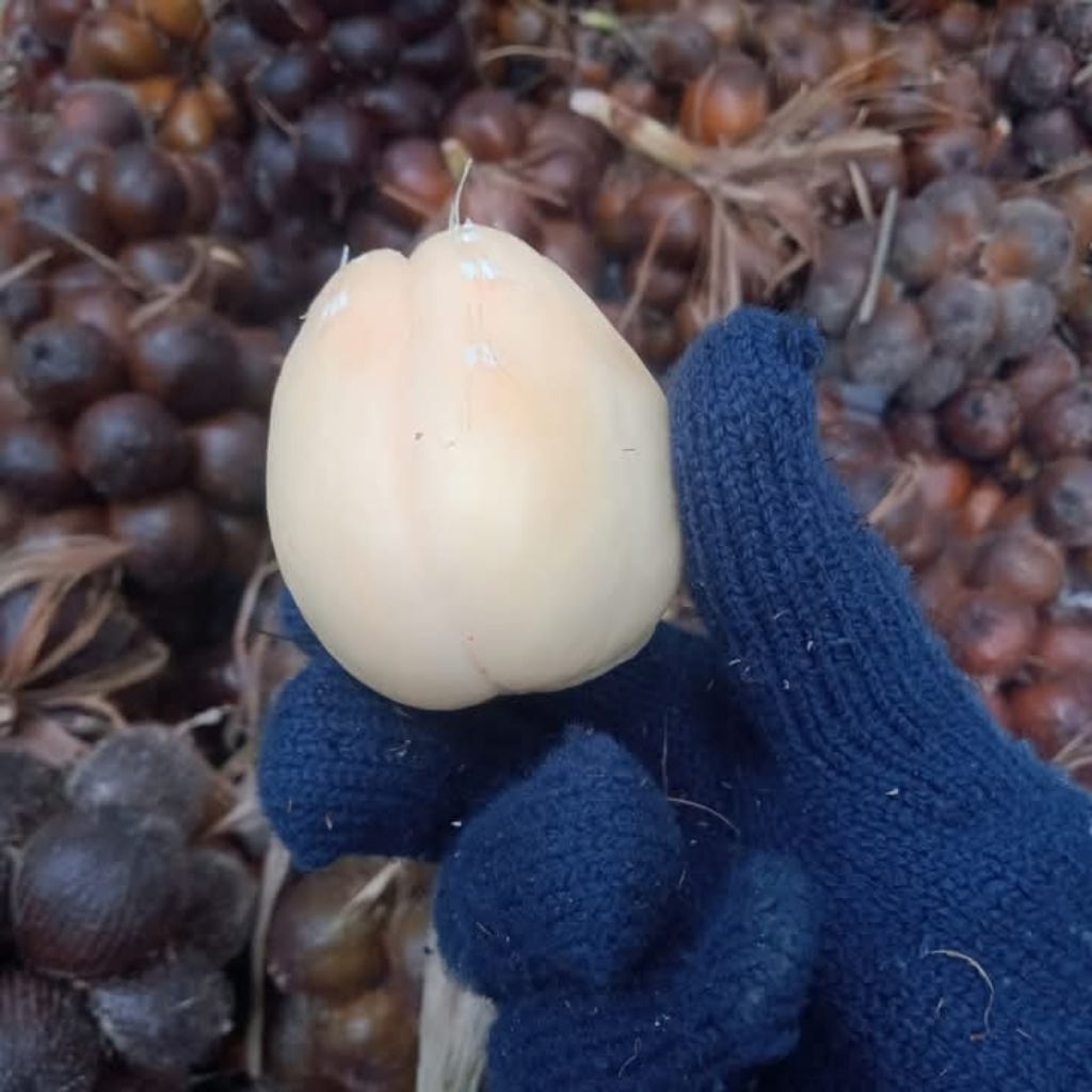 สละอินโดพันธุ์สายน้ำผึ้ง หวาน กรุบกรอบ  คละไซส์ตัดตามออเดอร์