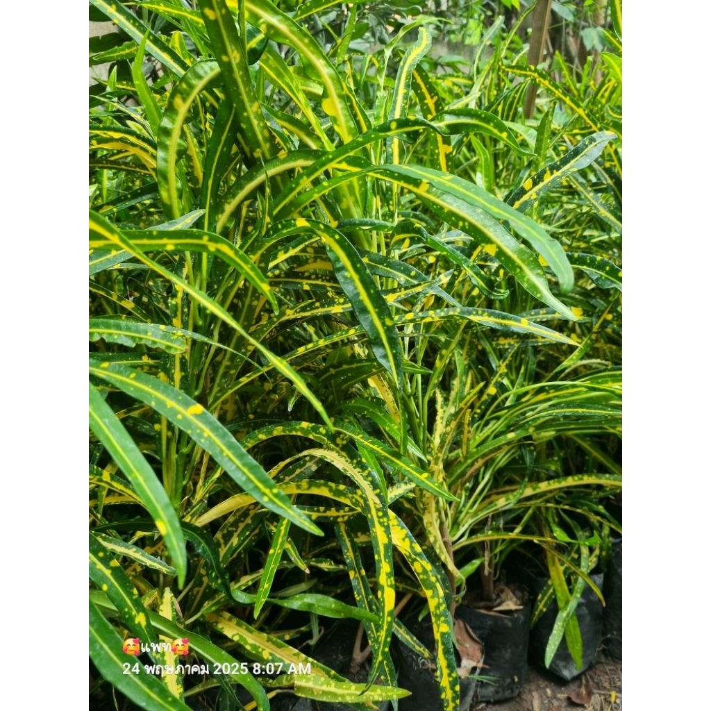 ต้นโกสนเหลืองสเปน 1 ต้นถุงดำประมาณ30-40ซม. ไม้ประดับ🌱