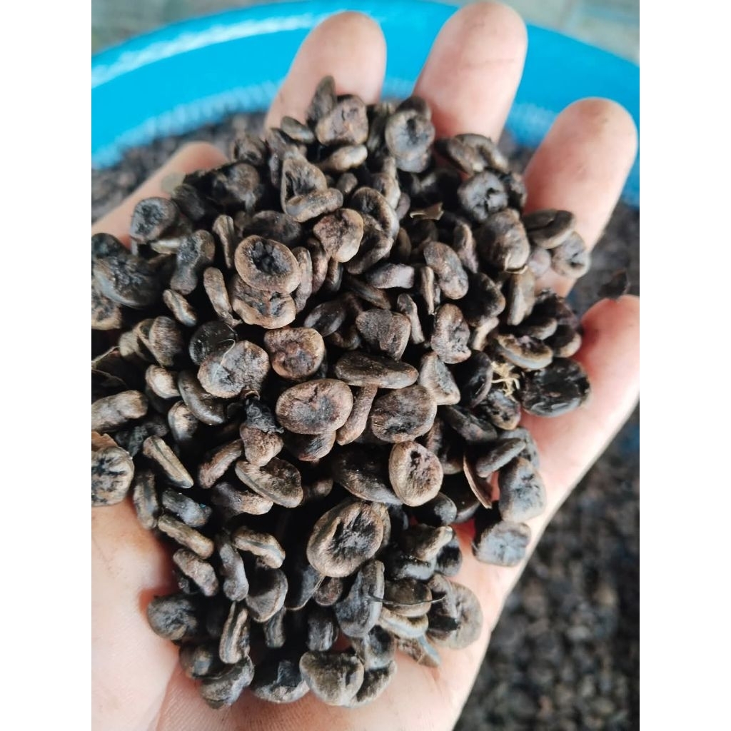 หมากหม้อ ไม้ป่าหายาก ขายเมล็ดพันธุ์ 1 ชุด 50 บาท(บรรจุ 100 เมล็ด) – โปรปัง