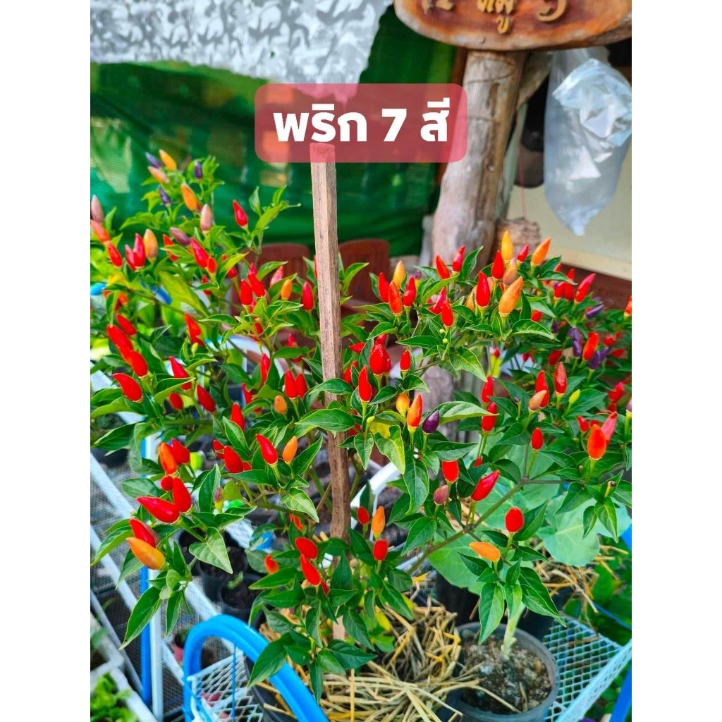 พริก7สี1ต้นถุงดำ ผักสวนครัวประดับตกแต่งประกอบอาหาร