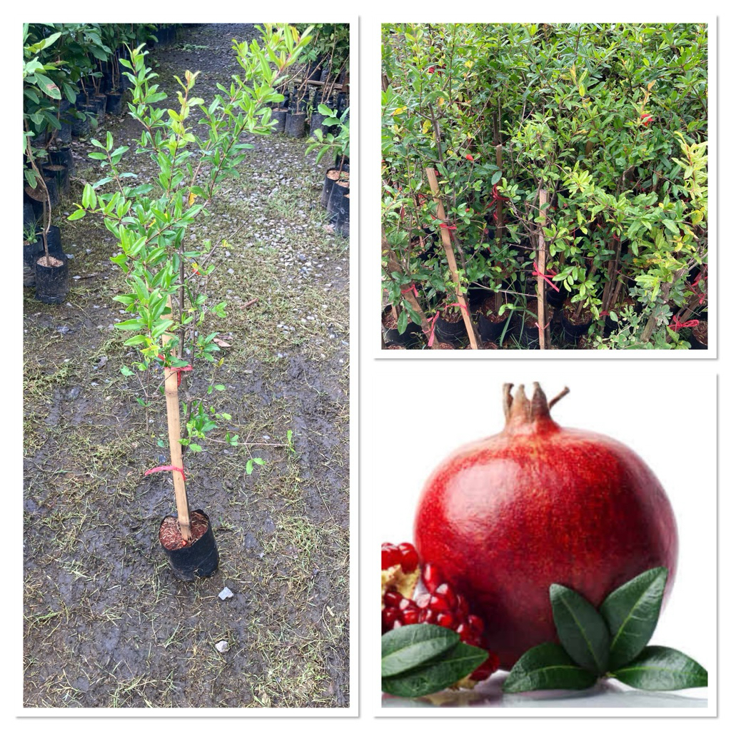 ต้นทับทิมแดงมารวย ไม้มงคล สูง70-100cm