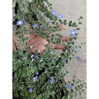 ใบต่อก้าน มอนิ่งกลอรี่ คลุมดินWild ground morning glory