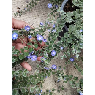ใบต่อก้าน มอนิ่งกลอรี่ คลุมดินWild ground morning glory