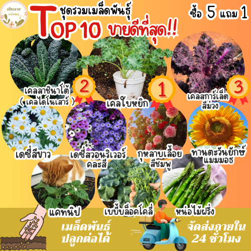เมล็ดพันธุ์ ขายดีติดอันดับ Top10 ปลูกง่าย โตไว อัตราการงอกสูง พร้อมส่ง เมล็ดพันธุ์แท้OP นำเข้าจากต่างประเทศ