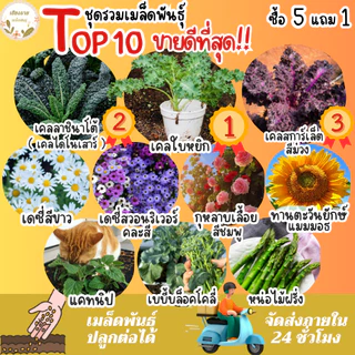 เมล็ดพันธุ์ ขายดีติดอันดับ Top10 ปลูกง่าย โตไว อัตราการงอกสูง พร้อมส่ง เมล็ดพันธุ์แท้OP นำเข้าจากต่างประเทศ