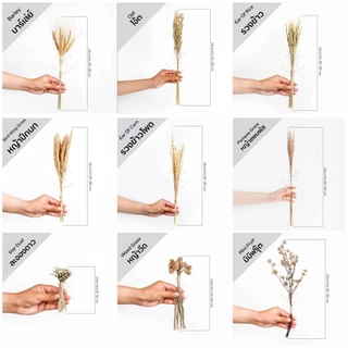 Mini Bouquet-Assorted ช่อดอกไม้ ใบไม้ ธัญพืชแห้ง | อบ แห้ง ธัญพืช ต้นไม้ ดอกไม้ ใบไม้ ไม้เลื้อย ไม้ประดับกิ่ง