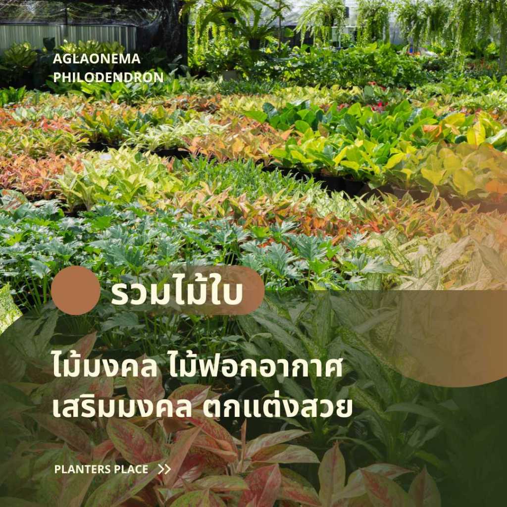 Treeno.9 รวมไม้ใบ ฟิโลเดนดรอน ไม้ฟอกอากาศ ปลูกในบ้านได้ (Monstera) กระถาง 8-11 นิ้ว
