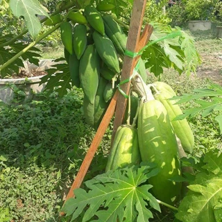เมล็ดพันธุ์มะละกอแก้วกลางดง ผลดกมาก 1 ซอง ขนาด 30 - 40 เมล็ด
