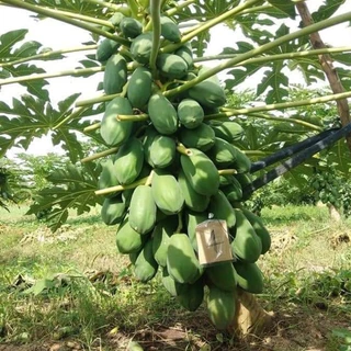 เมล็ดพันธุ์มะละกอเรดเลดี้ 1 ซอง ขนาด 30 - 40 เมล็ด
