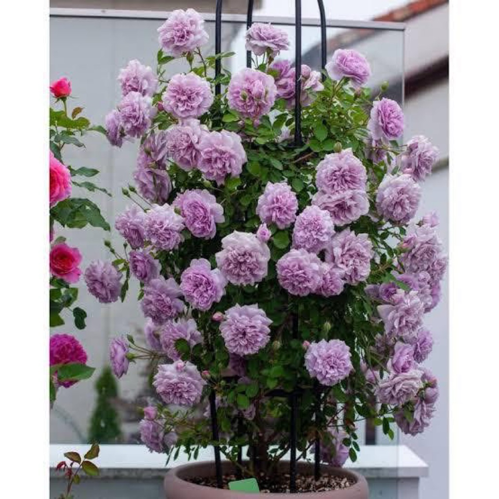 กุหลาบเลื้อยเรนนี่บลู ดอกสีม่วงสวยมาก