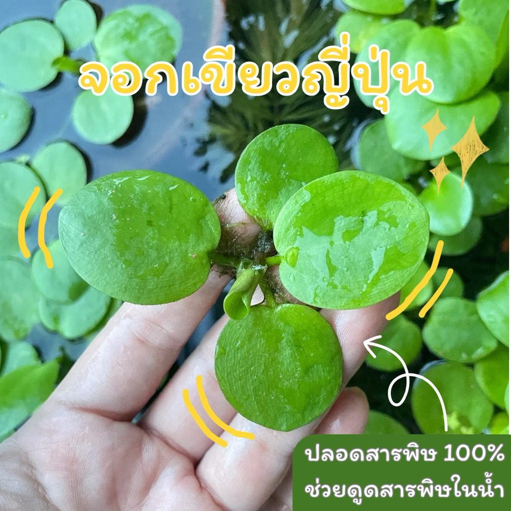 จอกเขียวญี่ปุ่น ปลอดสารพิษ100% ราคาถูก(3ฟรี1, 5ฟรี2)