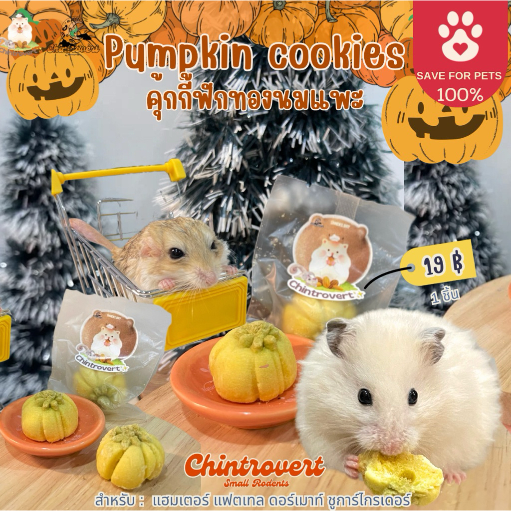 Chintrovert ✨| Pumpkin cookie คุ้กกี้นมแพะฟักทอง 🎃| แฮมเตอร์ทุกสายพันธุ์ ดอร์เมาท์ แฟตเทล