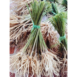 ต้นกล้าหน่อไม้ฝรั่งมัดละ30ต้น 145บาท