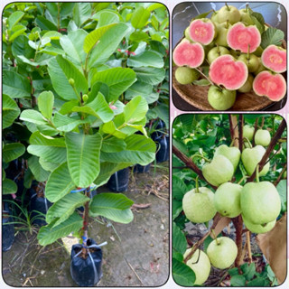 ต้นฝรั่งหงเป่าสือพันธุ์แท้100% ฝรั่งไส้แดง ทาบกิ่ง ( สูง 70-…