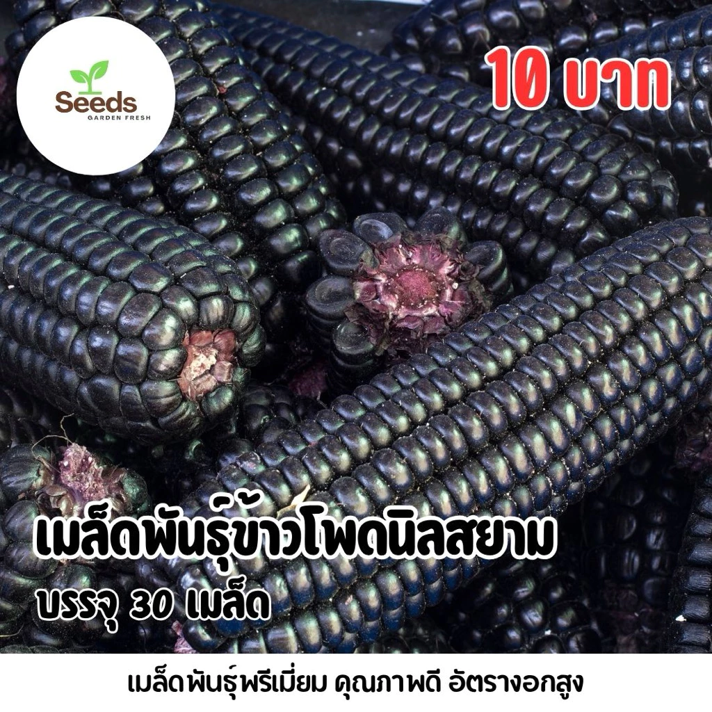 สุดคุ้ม!!! เมล็ดพันธุ์ข้าวโพดนิลสยาม บรรจุ 30 เมล็ด/ซอง
