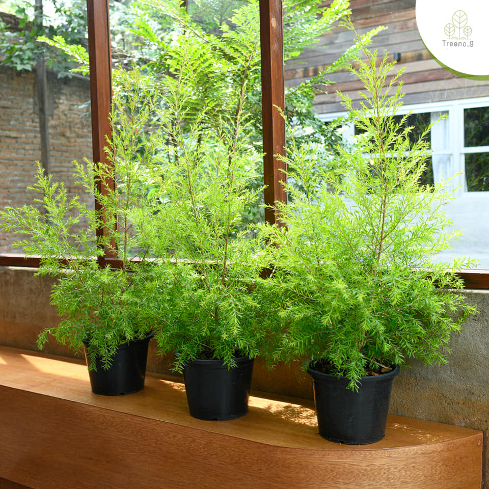 Treeno.9 T401 หลิวทอง (Black Tea Tree) กระะถาง 11 นิ้ว สูง 50-80 cm ต้นไม้มงคล สีทอง พุ่มใหญ่ ทรงสวย ปลูกประดับบ้าน