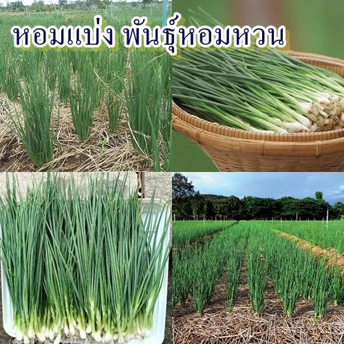 400+ เมล็ด เมล็ดหอมแบ่ง (ขายดี!!! ปลูกง่าย ต้นอวบ แตกกอดี ใบสีเขียวหัวสีขาว อายุเก็บเกี่ยว 70 วัน)