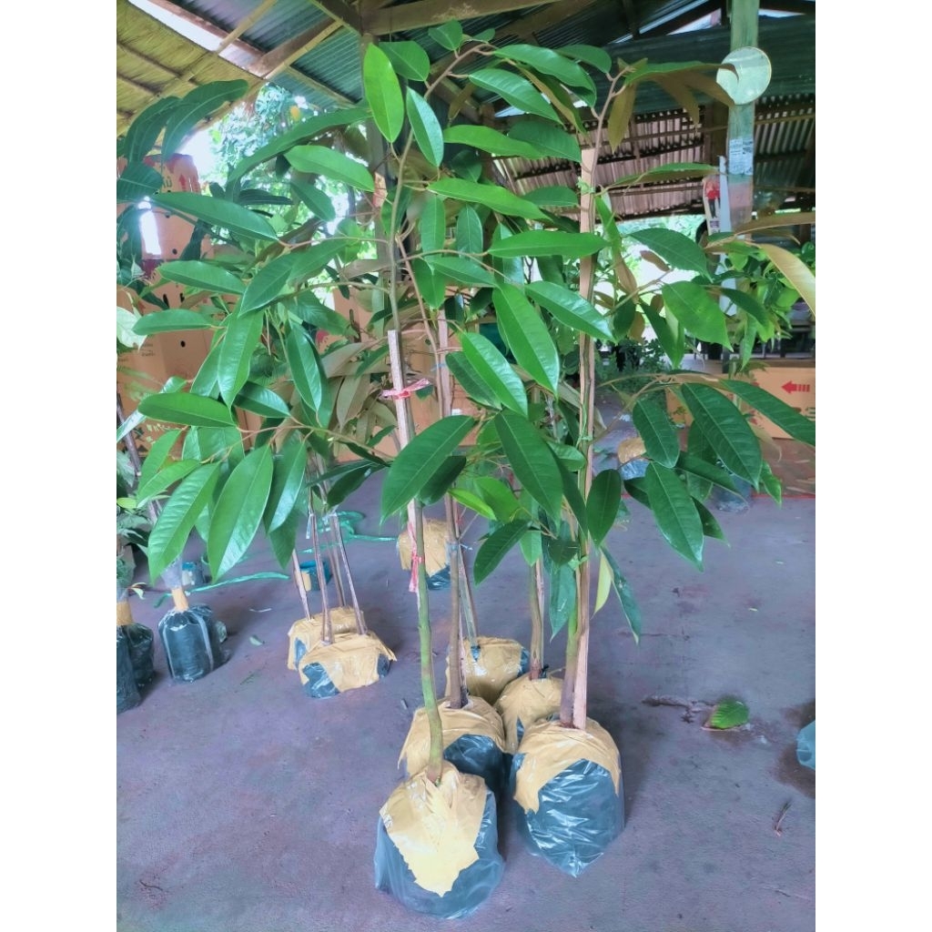 ต้นทุเรียนกระดุมทอง/80ซม.