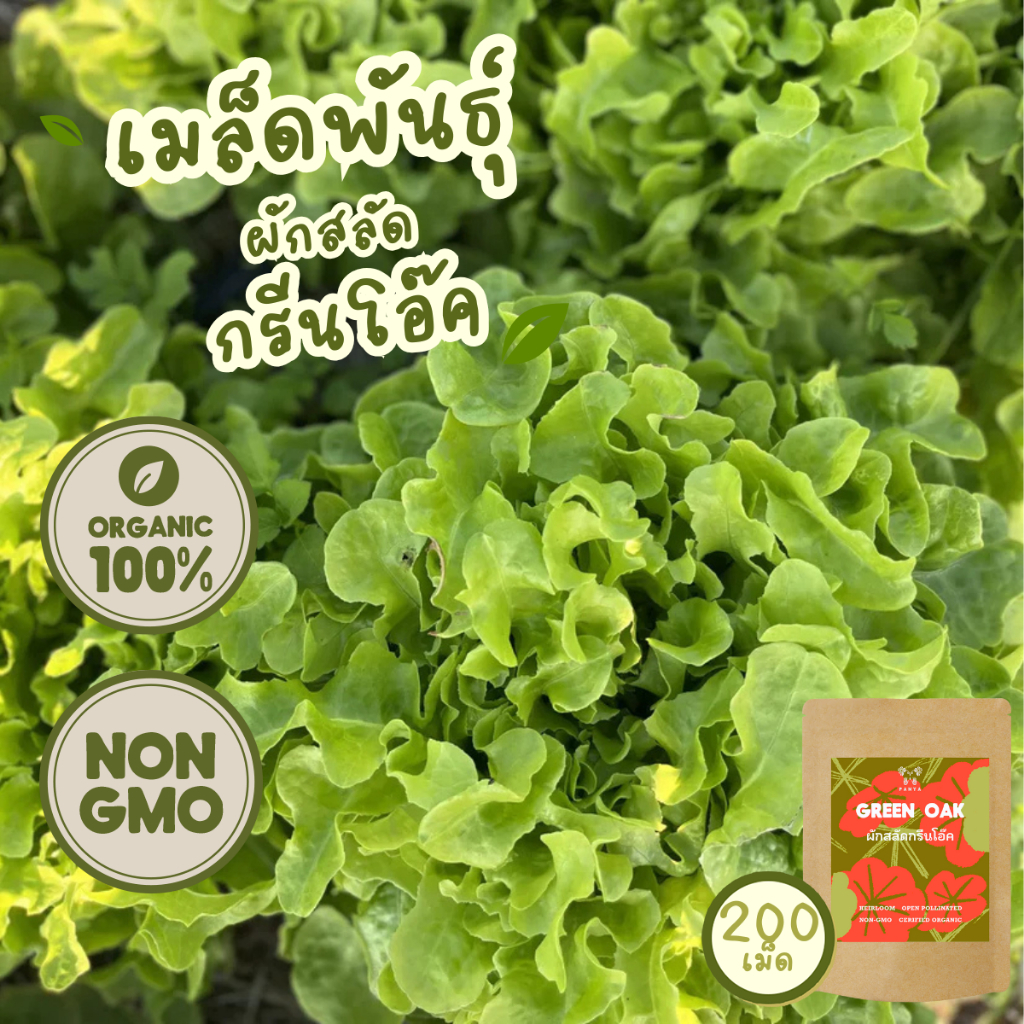 เมล็ดพันธุ์ ผักสลัด กรีนโอ๊ค 100% ออร์แกนิค Non-GMO (Organic Green Oak Lettuce)บรรจุ 200 เมล็ด [ซื้อ 5แถม1!]