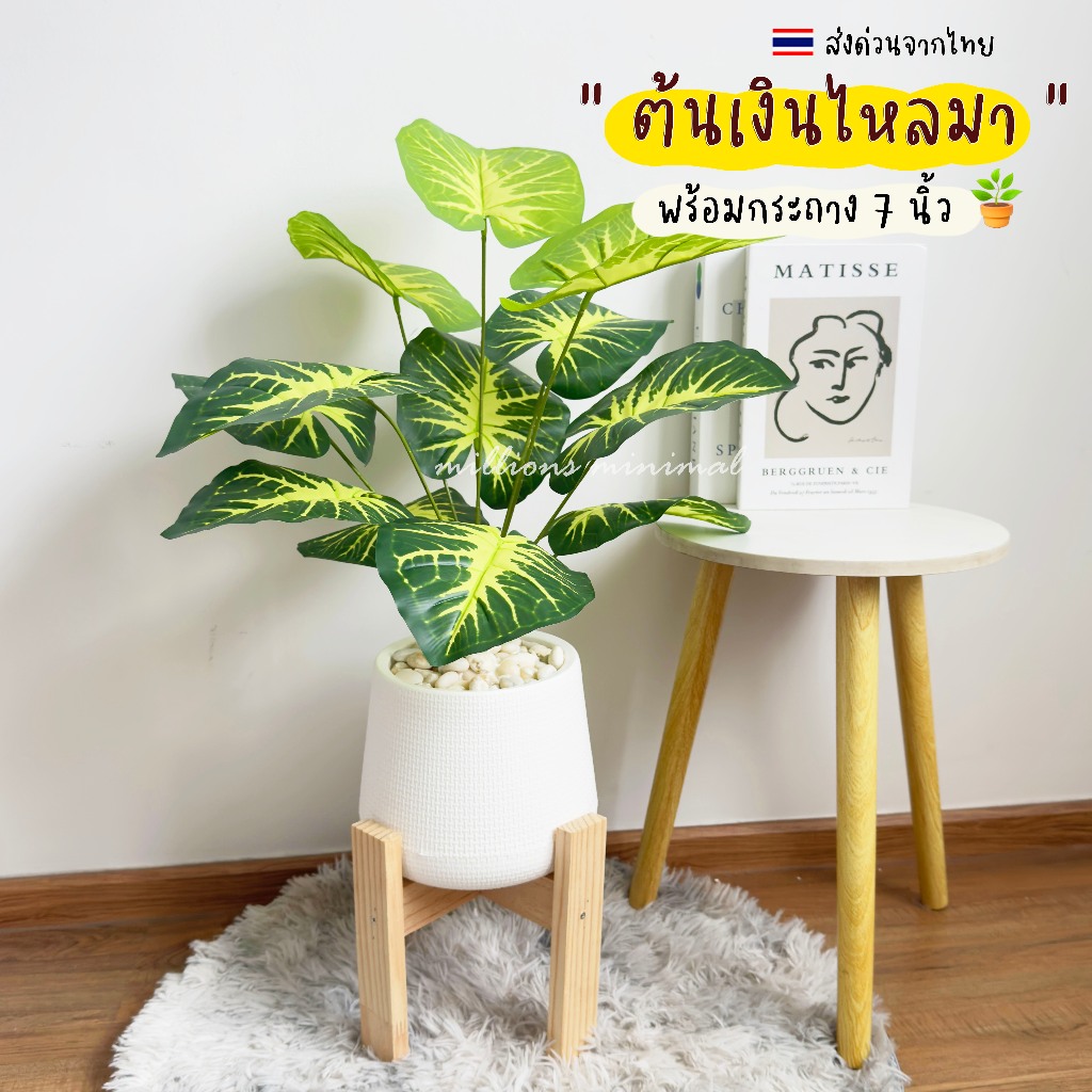 (🔥พร้อมส่ง) ต้นเงินไหลมา พร้อมกระถาง 7นิ้ว แถมฟรี !! หินโรย ต้นไม้ปลอม