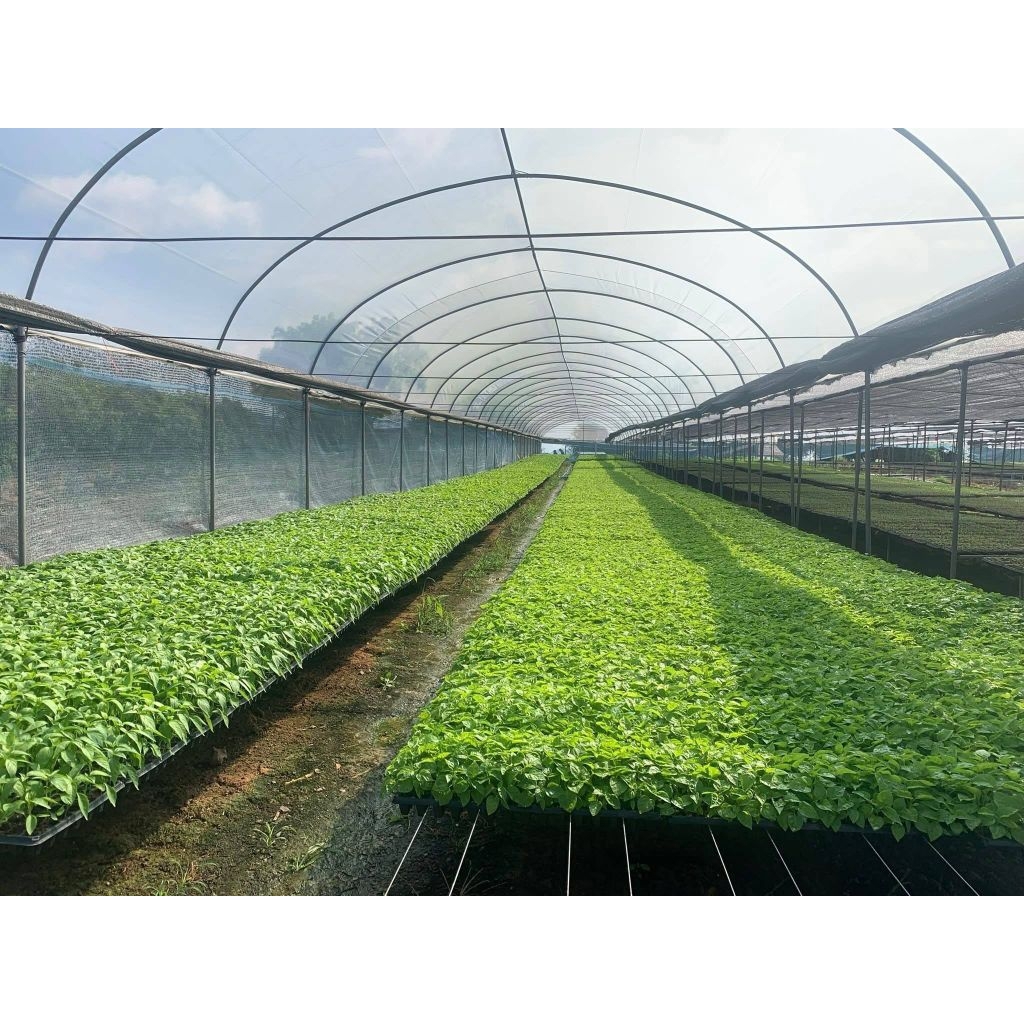 ต้นกล้าพริก ต้นกล้ามะเขือ รากดี ต้นสวย พร้อมปลูก - รูปที่ 6