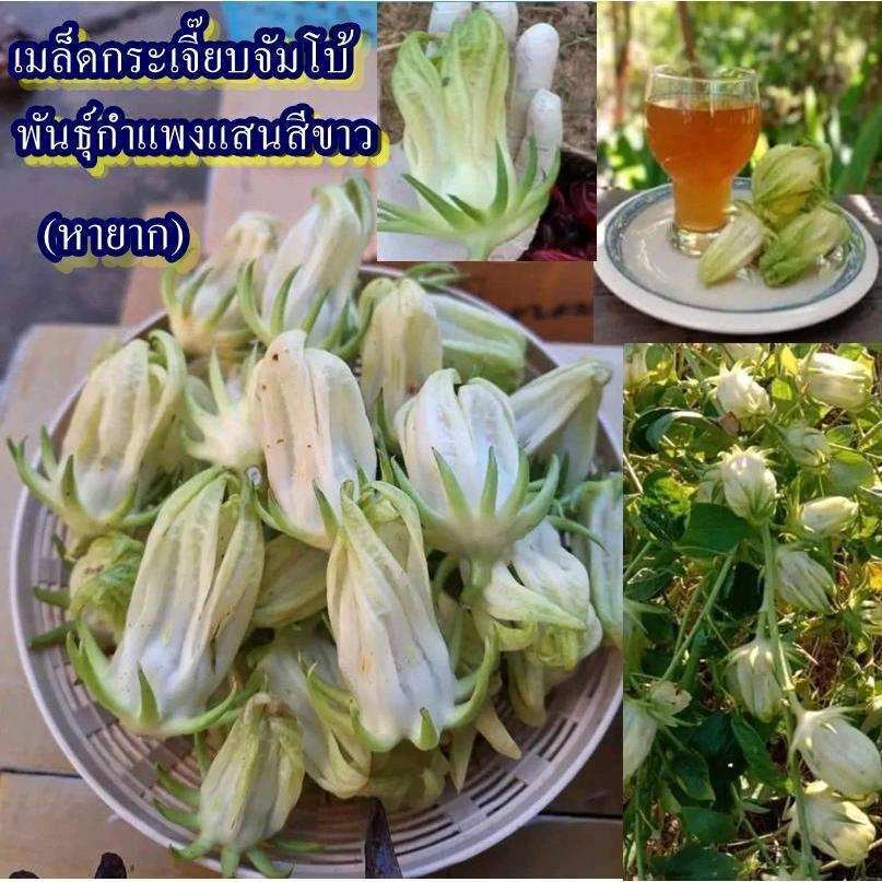 40+ เมล็ด เมล็ดกระเจี๊ยบจัมโบ้ พันธุ์กำแพงแสนสีขาว (หายาก ผลใหญ่ รสชาติเปรี้ยว ปลูกง่ายชอบแดด ออกฝักดก นิยมนำไปต้มทำน้ำ)