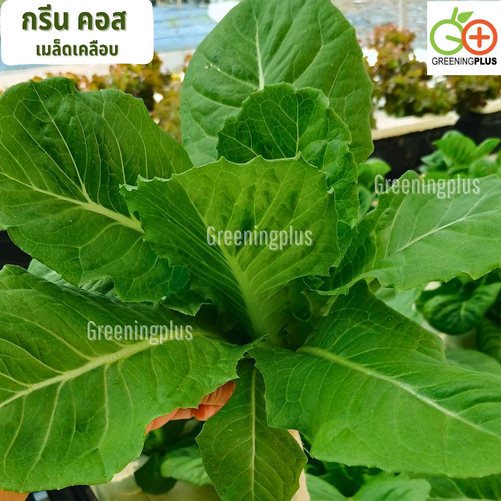 กรีนคอส green cos (ORTIGIA) Enza Zaden 1000 pills (เคลือบ)