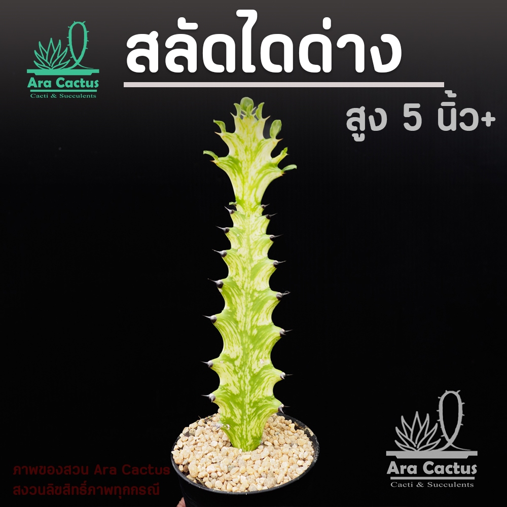 สวนขายเอง! ยูโฟเบียสลัดไดด่าง Euphorbia mayurnathanii variegated ไซส์กระถาง 4 นิ้ว แคคตัส กระบองเพชร ต้นไม้ประดับ แคนตัส